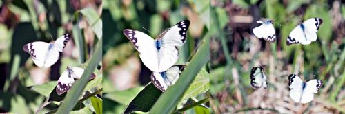 Réf. 290 041 : Cepora perimale